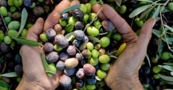 Olive growers day - All welcome