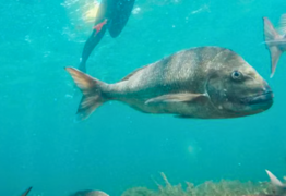 Government invests $30 Million in conservation tourism, including Goat Island improvements
