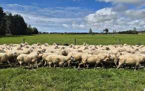 New welfare code for sheep and beef cattle proposed